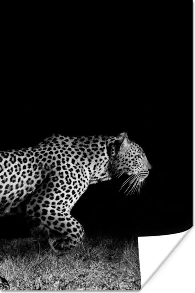 MuchoWow Poster Wildtiere - Leopard - Gras - Schwarz - Weiß 20x30 cm - Papierdruck
