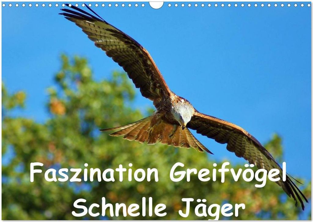 Faszination Greifvögel Schnelle Jäger (Wandkalender 2026 DIN A3 quer), CALVENDO Monatskalender