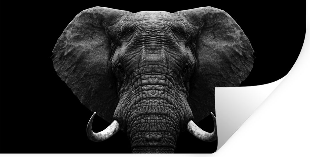 MuchoWow Wandtattoo Wandsticker Wandaufkleber Tiere - Elefant - Porträt - Schwarz - Weiß 80x40 cm Selbstklebend und Repositionierbar - Aufkleber