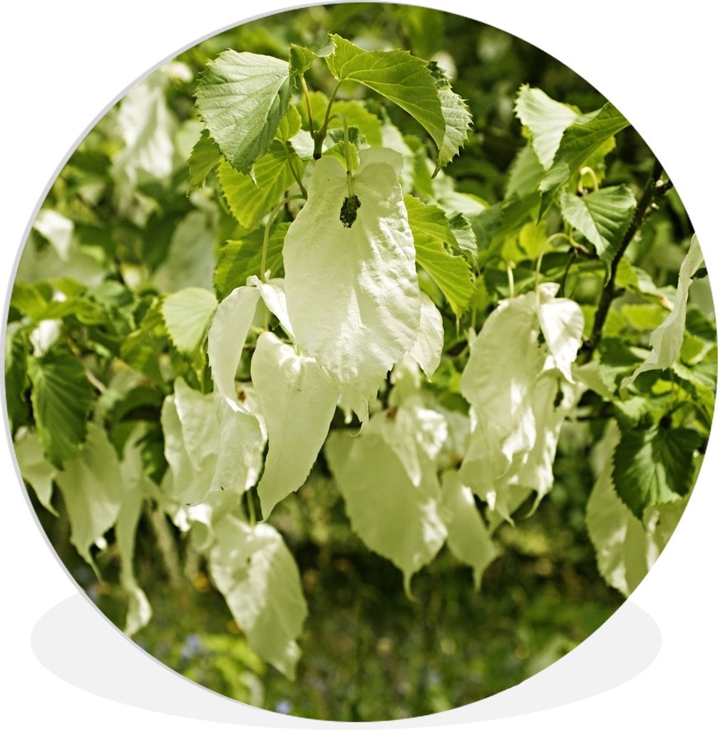 MuchoWow Rundes Wandbild - Runde Bilder Die Blätter eines Vanillebaums Ø 30 cm Kreis Wanddekoration Kunststoff - Wandkreis - Wandschmuck - Schl...