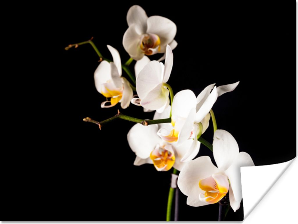 MuchoWow Poster Orchidee - Blumen - Pflanzen - Botanisch 80x60 cm - Kunst für zu Hause
