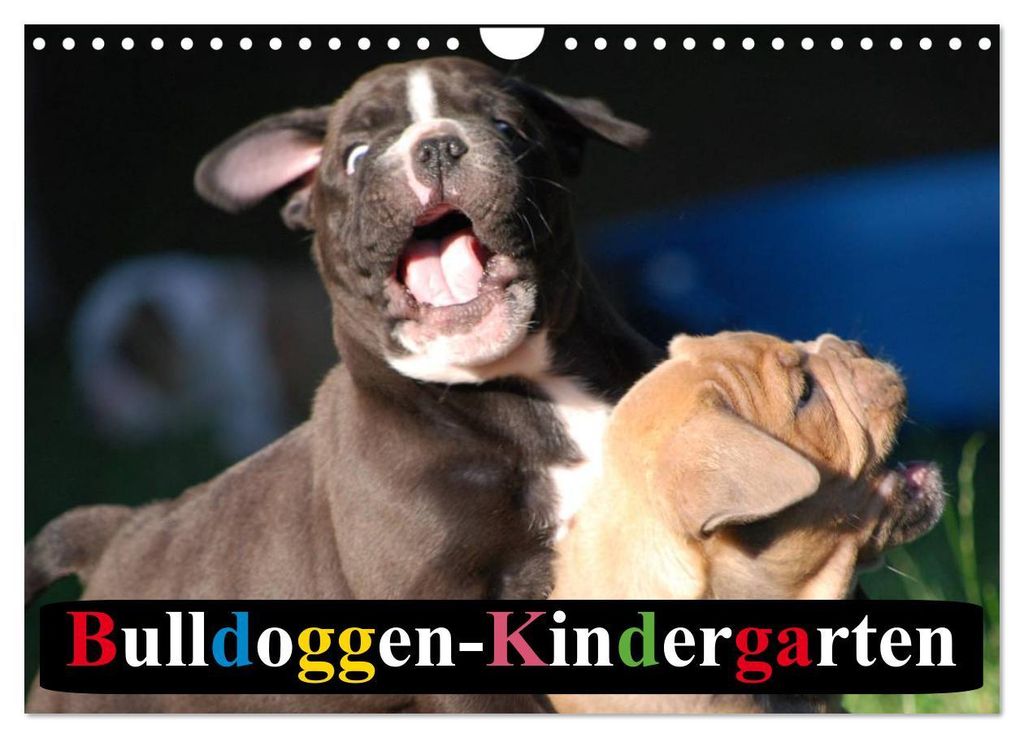 Bulldoggen-Kindergarten (Wandkalender 2027 DIN A4 quer), CALVENDO Monatskalender