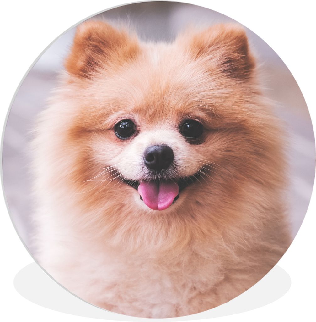 MuchoWow Rundes Wandbild - Runde Bilder Pomeranian auf der Straße Ø 90 cm Kreis Wanddekoration Kunststoff - Wandkreis - Wandschmuck - Wand-Krei...
