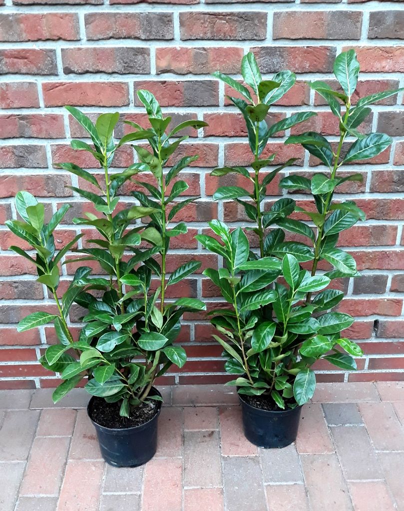 10 Kirschlorbeer Pflanzen, Prunus laur. Kaufland.de