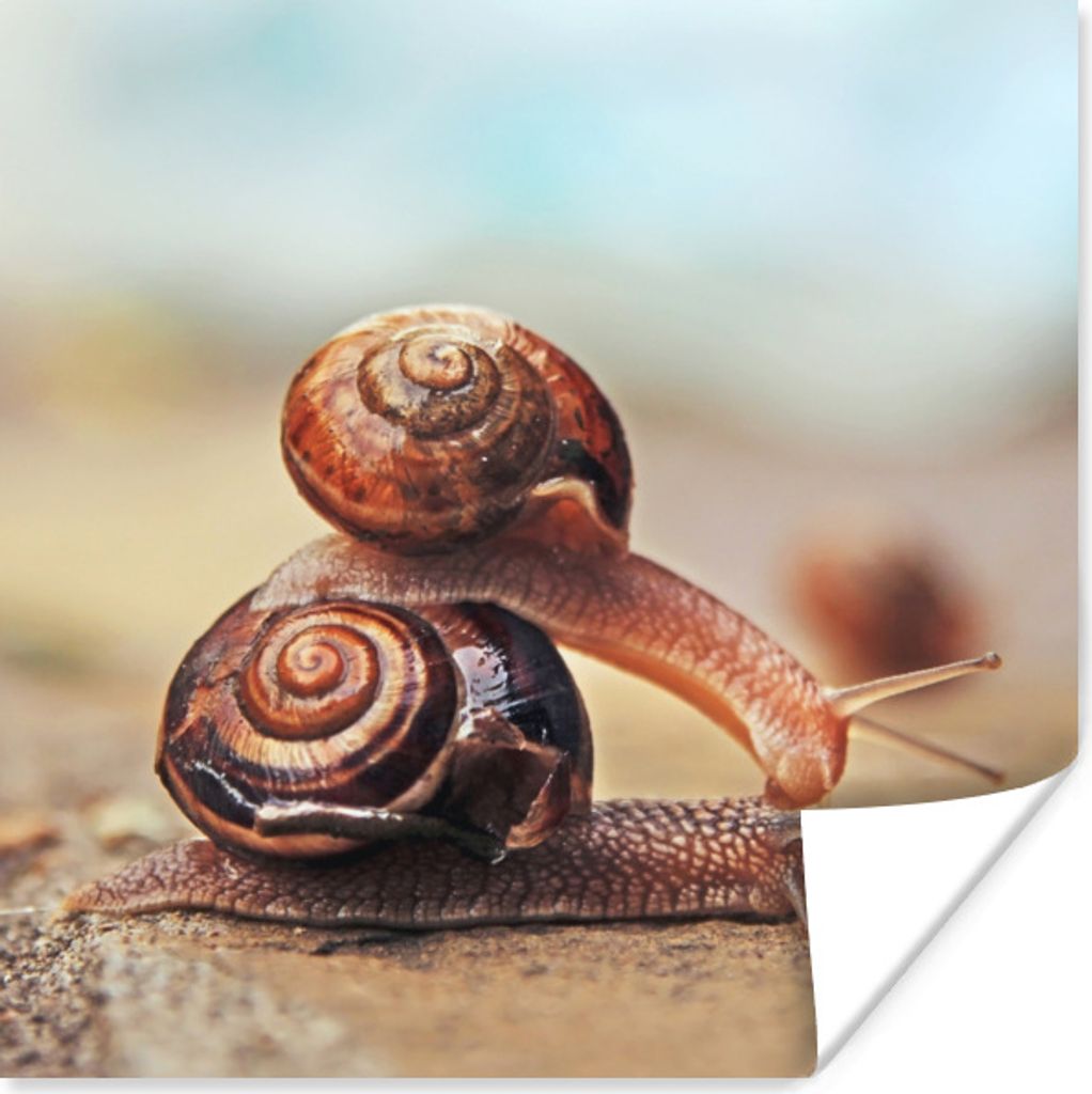 MuchoWow Poster Schnecke - Stein - Haus 75x75 cm - Wand Dekoration