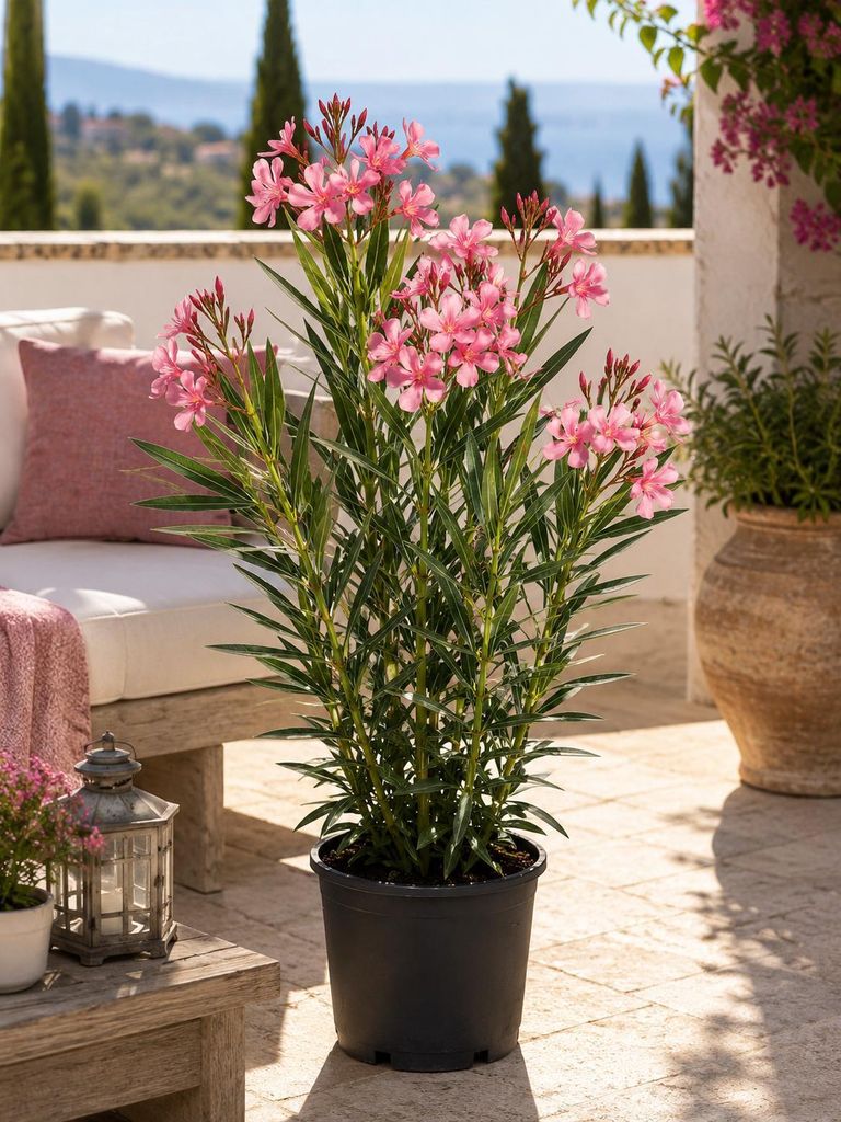 Nerium Oleander, 'Salmone Semplice', ongeveer 80 cm hoog – Productafbeelding 