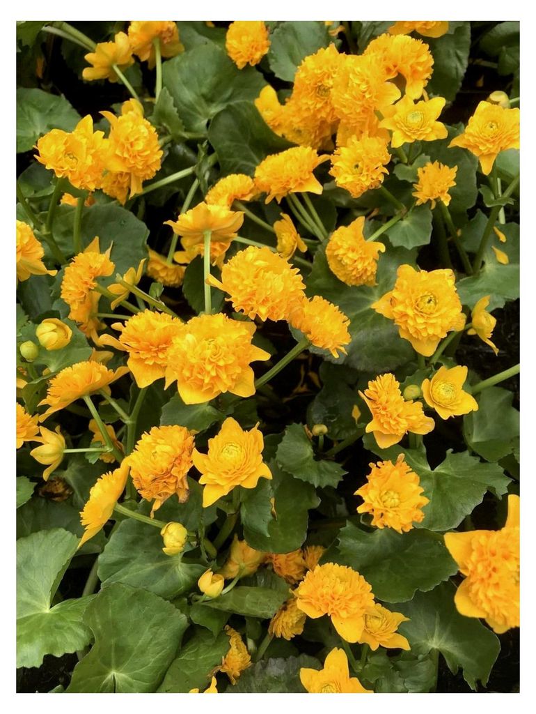 Caltha palustris 'Multiplex' - gefüllte Sumpfdotterblume, gelb - winterhart - Teichpflanze - Qualitätsstaude im 11x11cm Pflanzkorb
