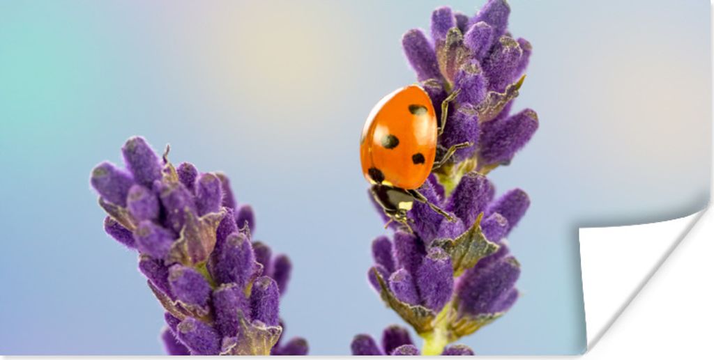 MuchoWow Poster Marienkäfer auf Lavendelblüte 150x75 cm - ohne Rahmen