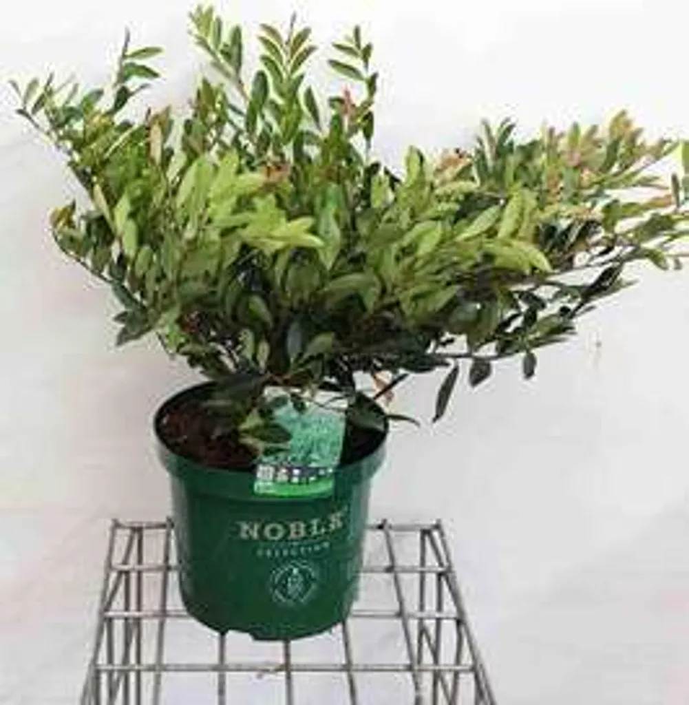 Distylium Blue Cascade® arbuste persistant bleu-vert 40-50 cm pot