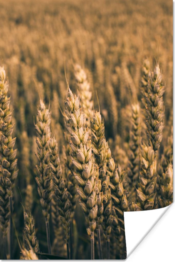 MuchoWow Poster Weizen - Landwirtschaft - Natur 60x90 cm - Wanddekoration