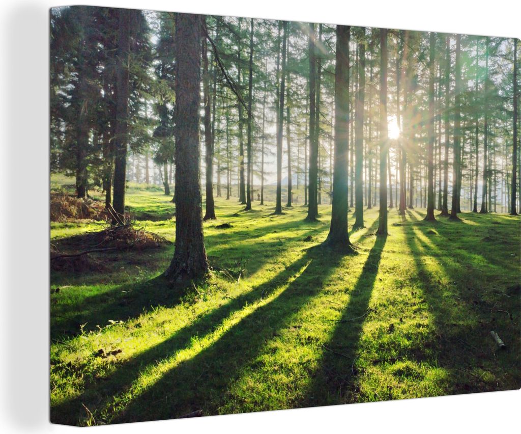 OneMillionCanvasses - Leinwandbilder - 140x90 cm, Bäume - Natur - Wald, Wandbilder Kunstdruck Wanddekoration - Foto auf Leinwand - Gemälde auf ...