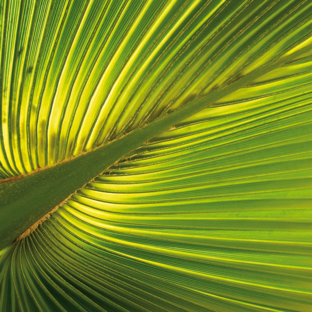 Palmen Kunstdruck Bild - Hanf-Palmenblatt (100 x 100 cm)