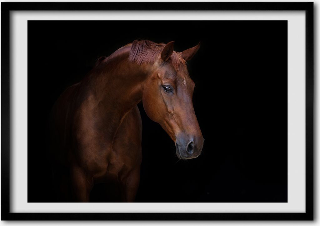 Bild - Bilder - Bilderrahmen - 70 cm x 50 cm - MDF-Rahmen, Wandkunst braunes Pferd