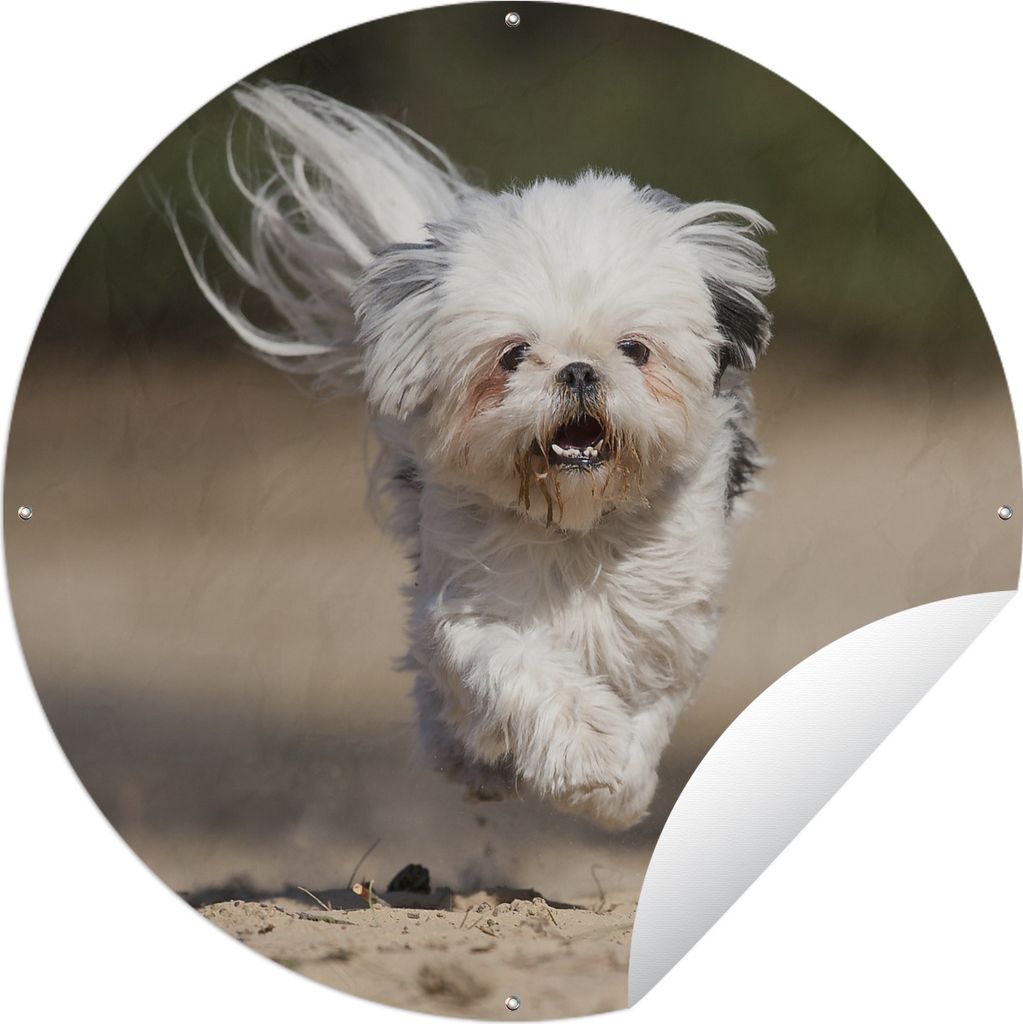 MuchoWow Gartenposter Outdoor-Poster Rund Ein Shih Tzu Hund schwebt mit seinen Beinen über dem Boden Ø 150 cm Gartendeko Rundes Poster draußen