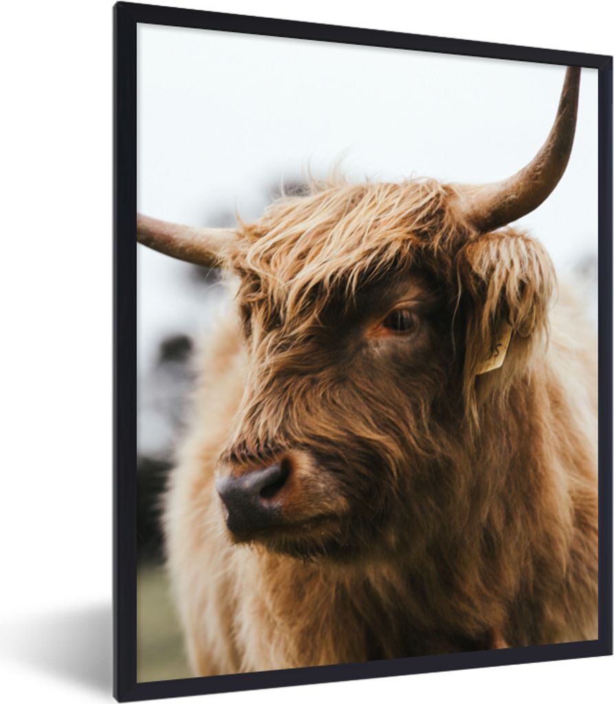 MuchoWow Gerahmtes Poster Schottischer Highlander - Tiere - Hörner 60x80 cm - Poster mit Schwarzem Bilderrahmen Wandposter Rahmen Foto Bilder - ...