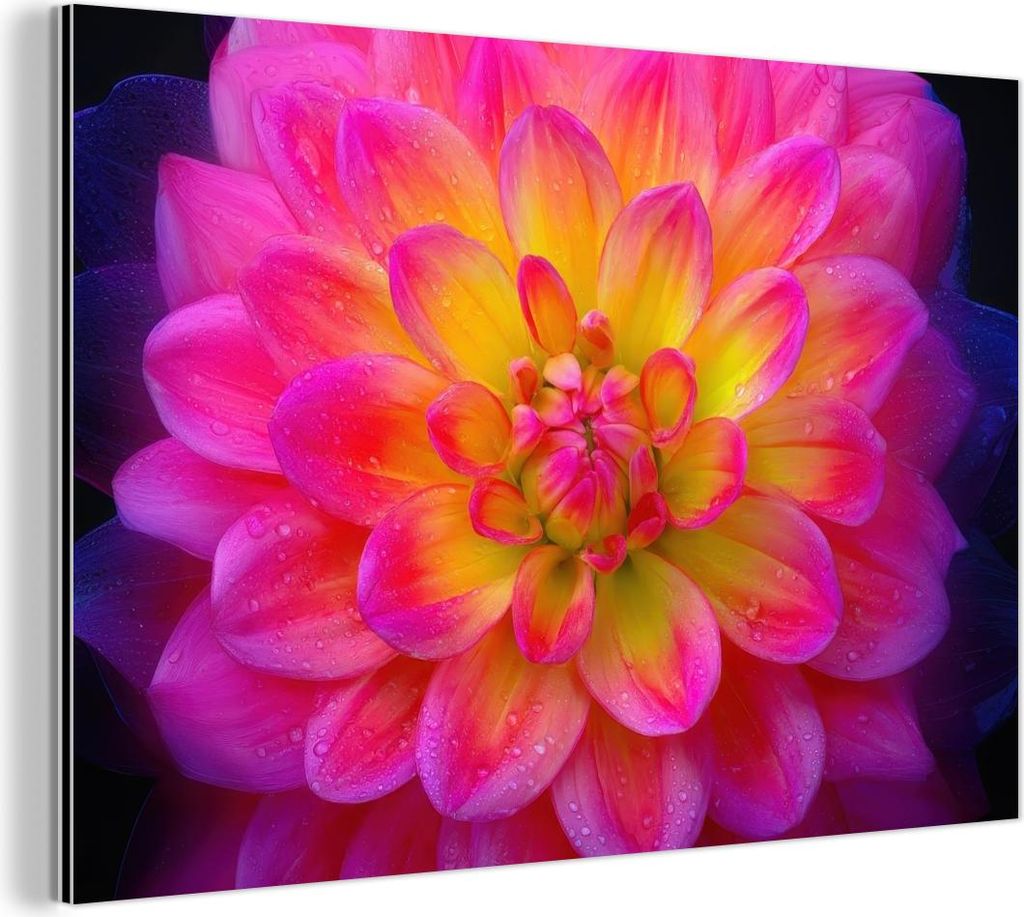 MuchoWow Wanddekoration Metall Metallbild Wandkunst 90x60 cm Rosa - Dahlie - Farbenfroh MuchoWow Aluminium Gemälde - Wandbilder