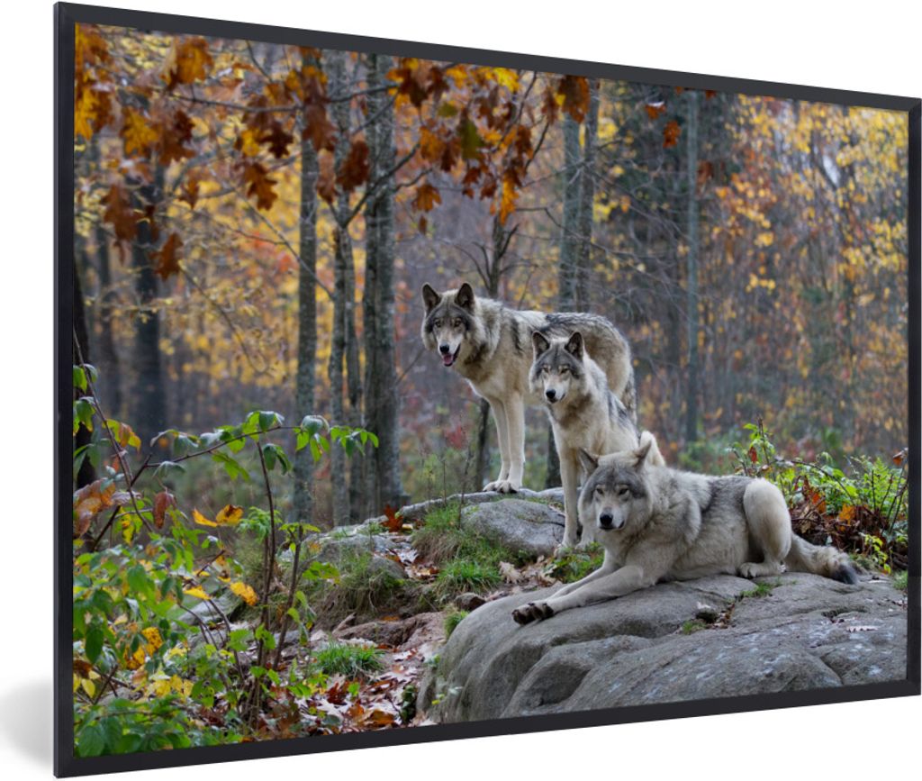 MuchoWow Gerahmtes Poster Wolf - Herbst - Wald 90x60 cm - Poster mit Schwarzem Bilderrahmen Wandposter Rahmen Foto Bilder - Fotorahmen - Foto-Plakat