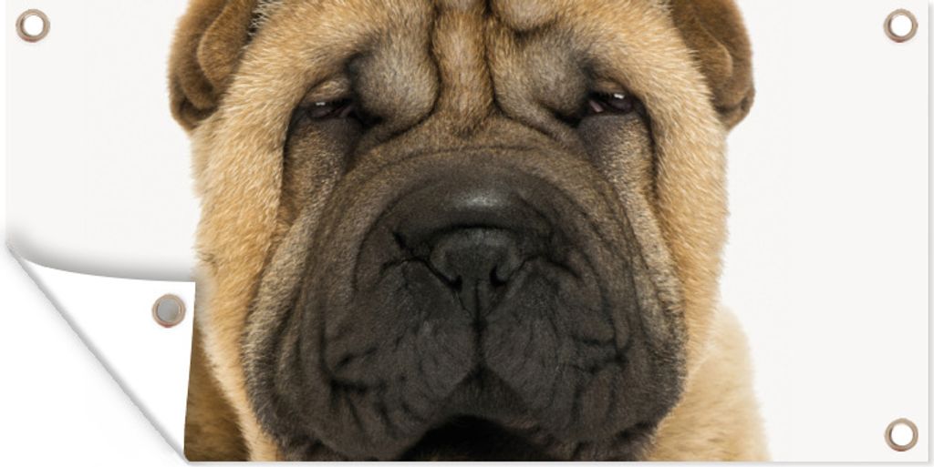 MuchoWow 80x40 cm Outdoor-Poster Gartendeko Sichtschutz Garten Poster für den Garten Hund - Jungen - Sharpei - Haustiere - Mädchen - Kinder