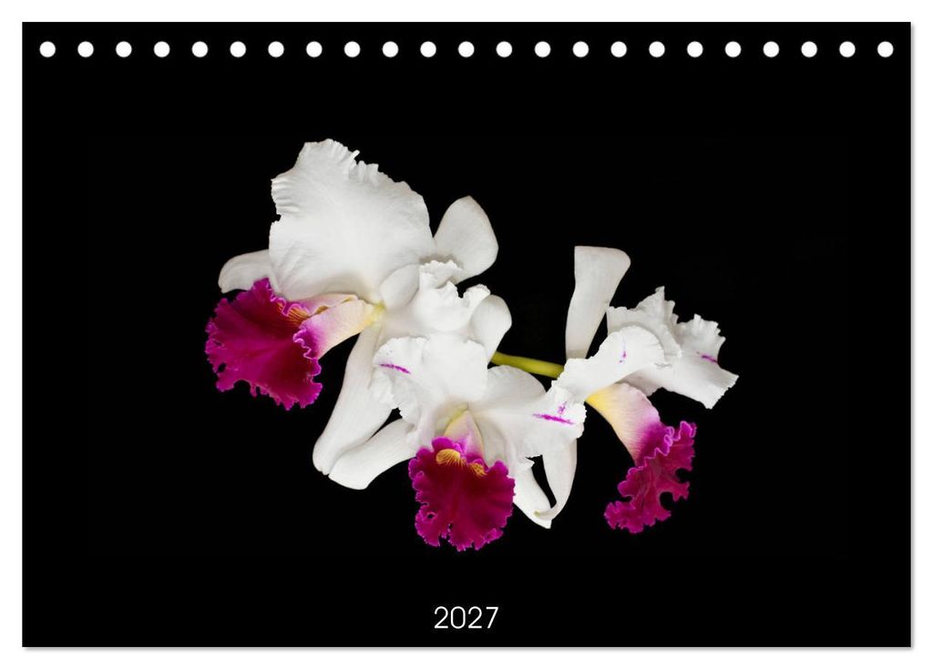 Leuchtende Cattleyen (Tischkalender 2027 DIN A5 quer), CALVENDO Monatskalender