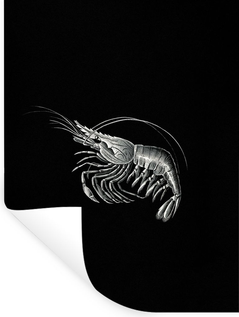 MuchoWow Wandtattoo Wandsticker Wandaufkleber Shrimps - Vintage - Ernst Haeckel - Tiere - Kunst 90x120 cm Selbstklebend und Repositionierbar - Fa...