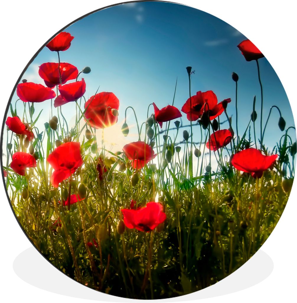 MuchoWow Aluminium Wandkreis Mohnblumen - Toskana - Sonne - Rot - Blau Ø 30 cm Wanddeko Modern Wohnzimmer - Wand Bild - Wohnzimmer - Runde Bilde...