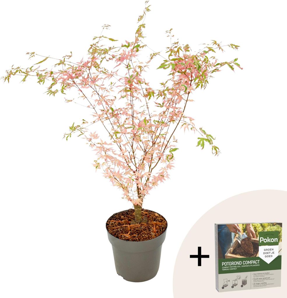 Klon japoński - Acer palmatum 'Taylor' - Wysokość 50-60cm - Zdjęcie produktu 