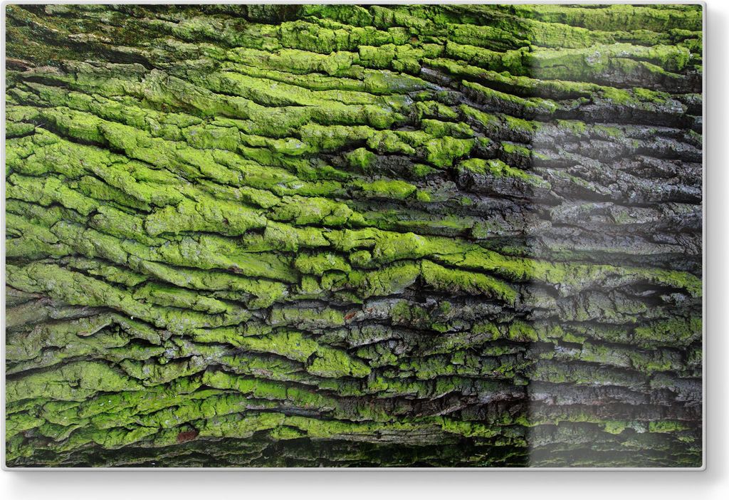 DEQORI Schneidebrett Glas 30x20 cm 'Moosbewachsene Baumrinde' Schneideplatte groß