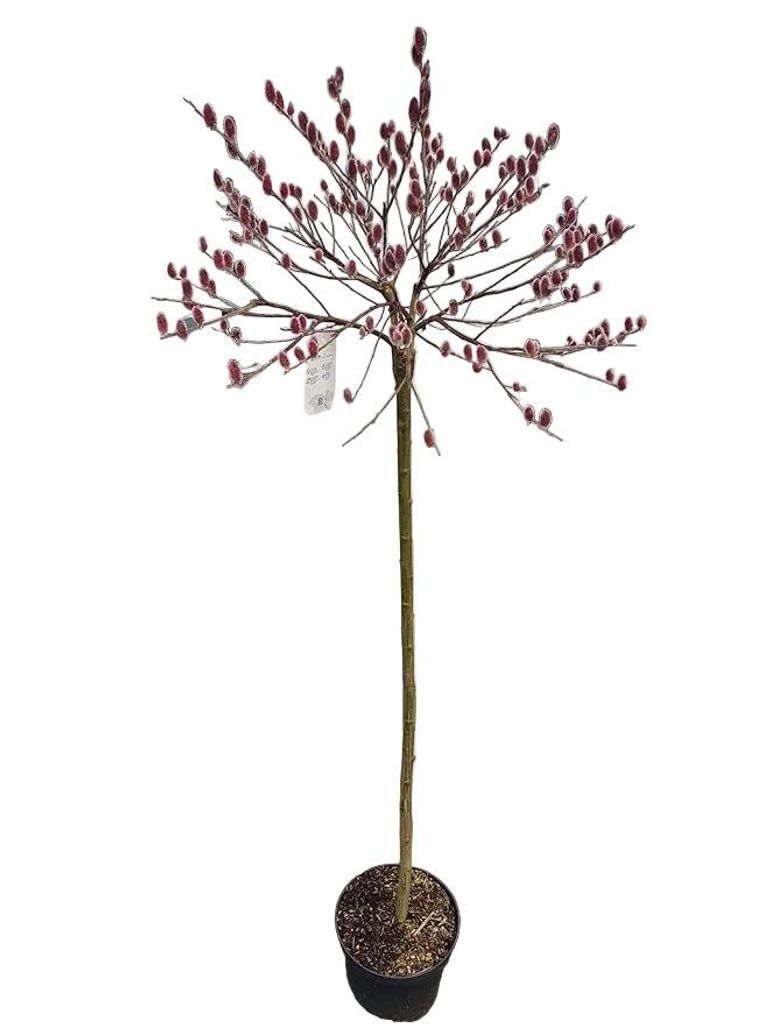 Salix gracilistyla Mount Aso – Rosa Salweide Stämmchen - Höhe 170–180 cm – winterharte Zierweide- mit rosa Kätzchen