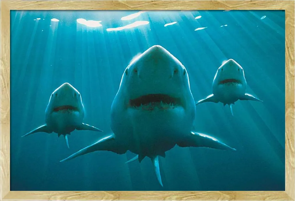 Poster Sharks Squadron de requins avec cadre en MDF hêtre Shinsuke