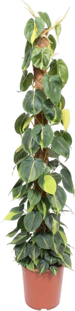 Philodendron Scandens Brasil Moss Stick - 150 cm - Ø27 Zdjęcie produktu 