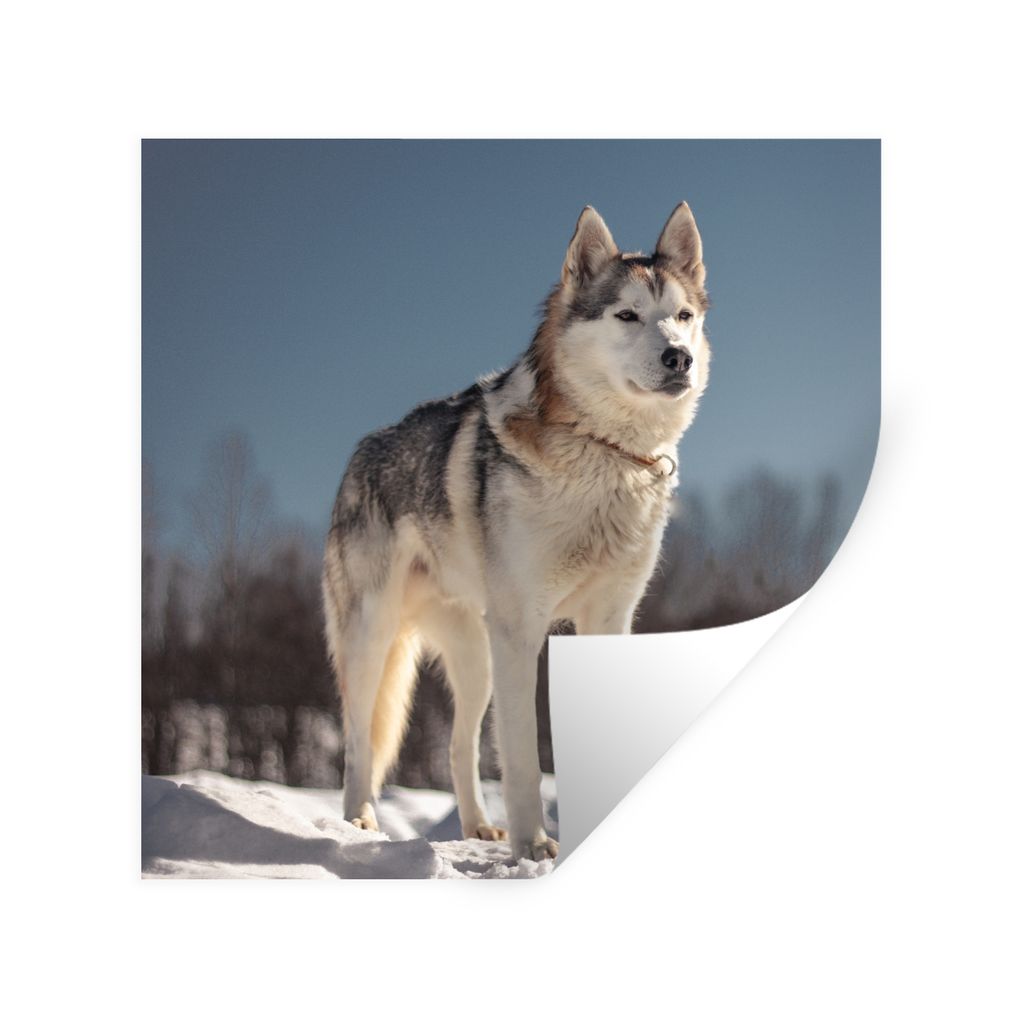 MuchoWow Wandtattoo Wandsticker Wandaufkleber Husky im Schnee 30x30 cm Selbstklebend und Repositionierbar - Repositionierbar - Wasser abweisend