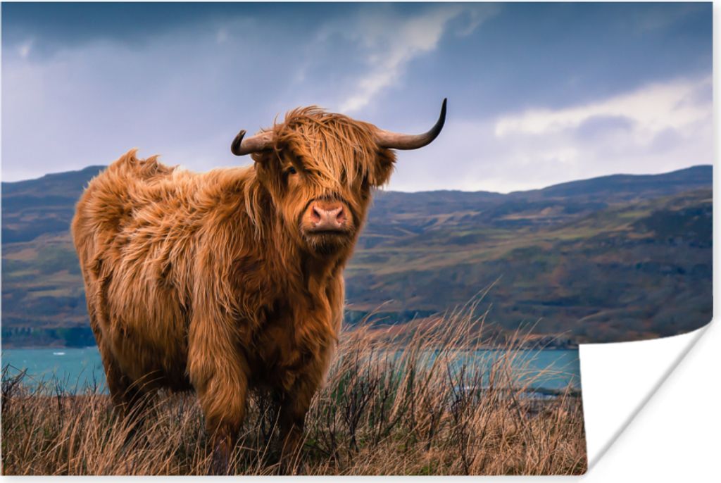MuchoWow Poster Schottische Hochlandrind - Himmel - Natur 30x20 cm - Plakate - Print