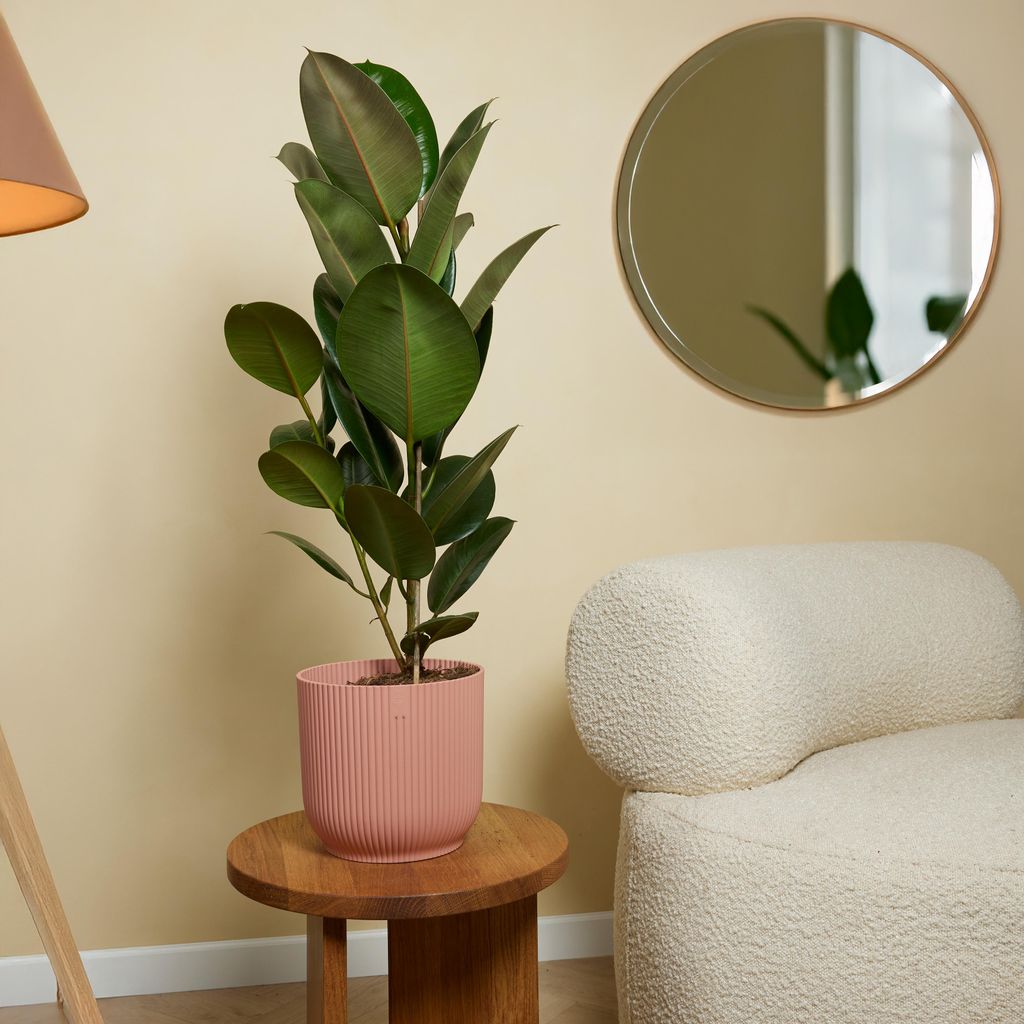 Bloomique - Ficus Elastica Robusta - Gummibaum -
