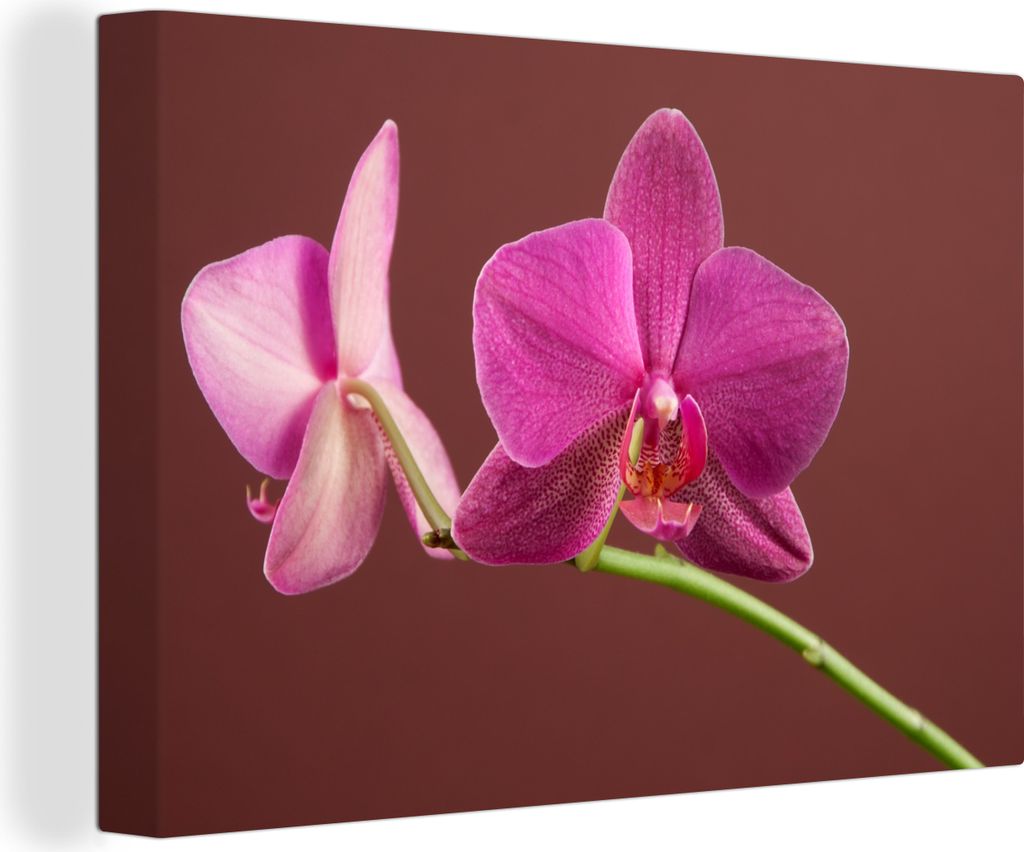 OneMillionCanvasses - Leinwandbilder - 140x90 cm, Blumen - Orchideen - Rosa, Wandbilder Kunstdruck Wanddekoration - Foto auf Leinwand - Gemälde ...