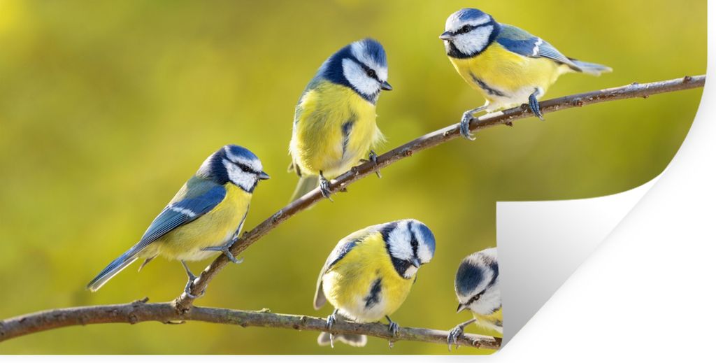 MuchoWow Wandtattoo Wandsticker Wandaufkleber Vogel - Blaumeise - Äste - Sonne 80x40 cm Selbstklebend und Repositionierbar - Aufkleber