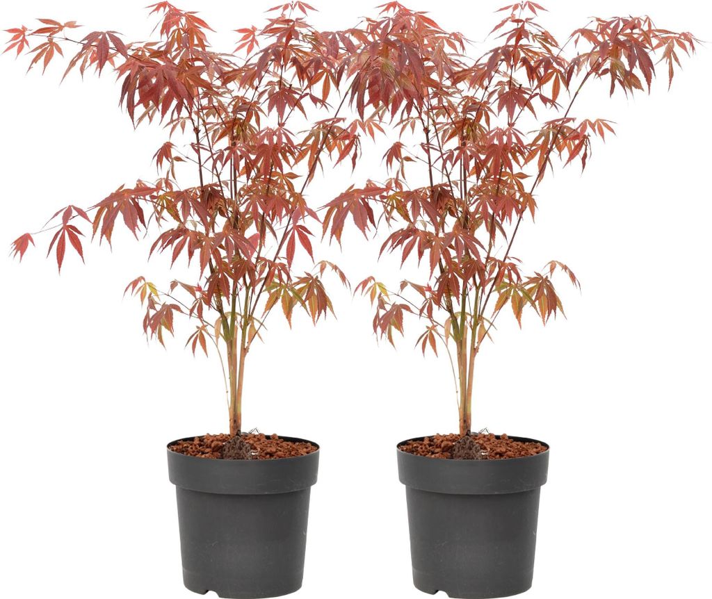 Japanischer Ahorn - 2 Stk - Acer palmatum 'Atropurpureum' - Höhe 60-70cm - 19cm