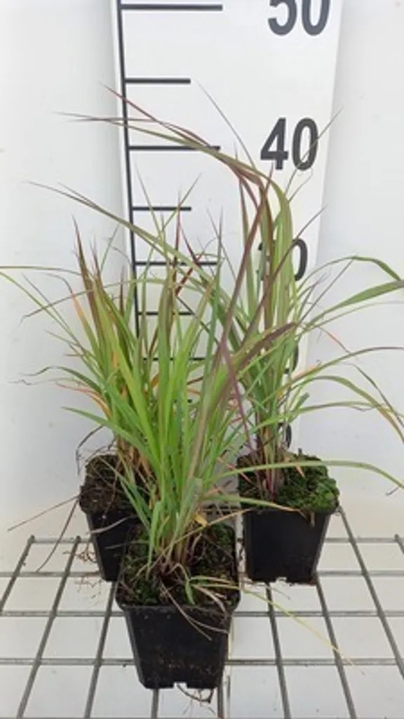 Stabiliser un Talus avec 6 Graminées Andropogon gerardii en Pot 9cm