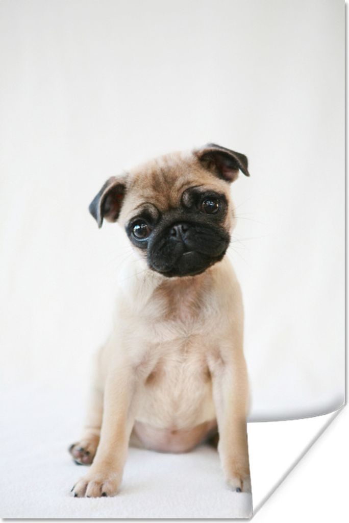 MuchoWow Poster Hund - Haustiere - Porträt 80x120 cm - Papierdruck