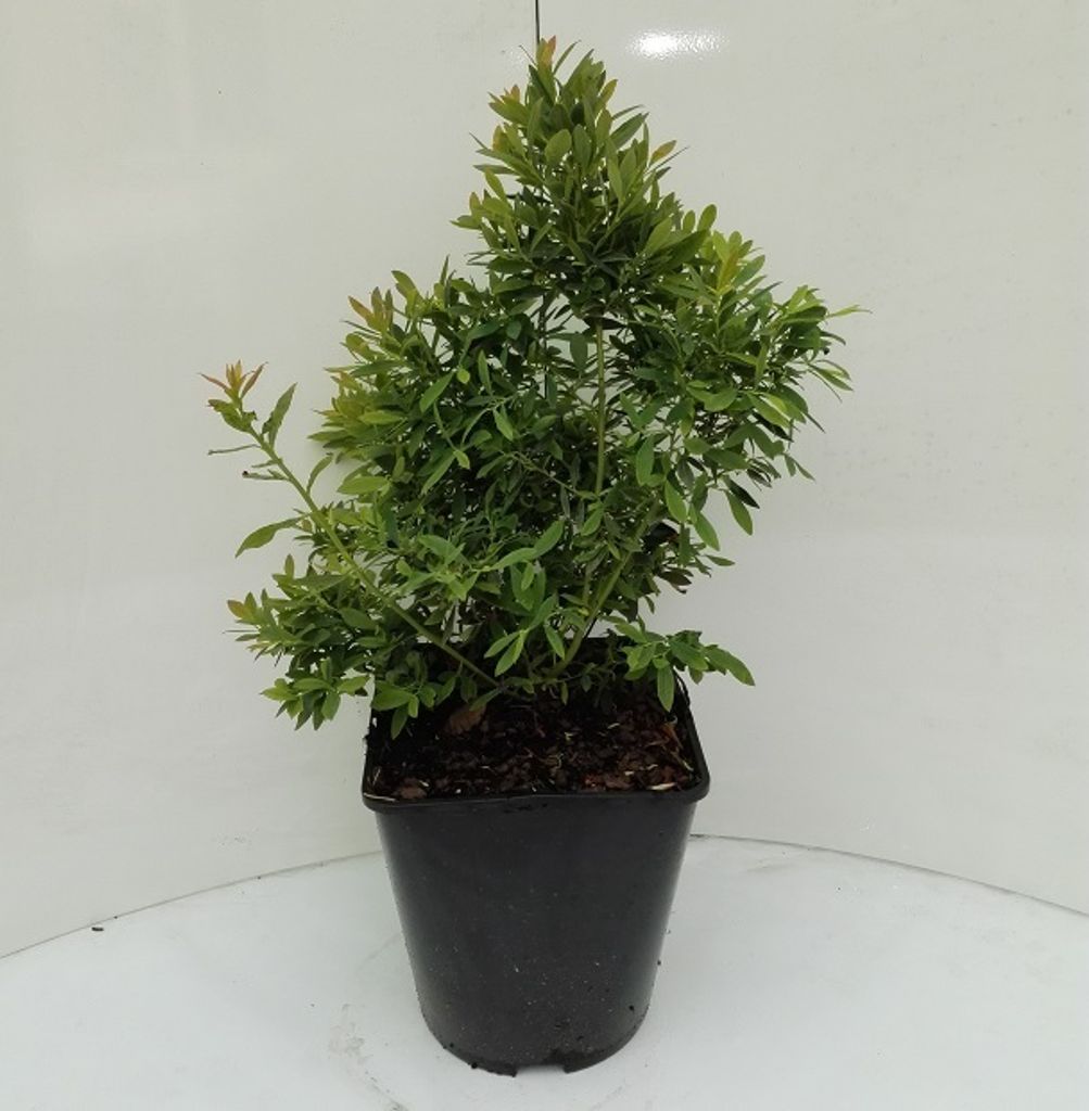 Zwerg-Heidelbeere `Sunshine Blue´ im 3 Liter Topf Produktbild 