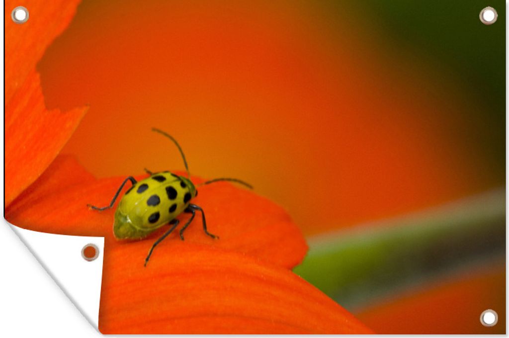 MuchoWow 60x40 cm Outdoor-Poster Gartendeko Sichtschutz Garten Poster für den Garten Gefleckter Käfer auf orangefarbener Blüte