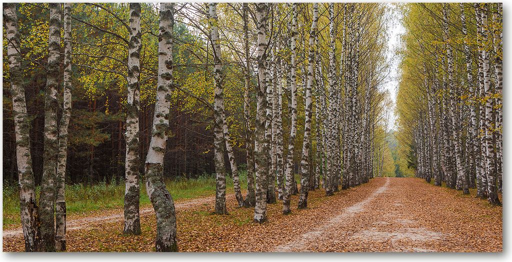 Tulup Glas-Bild - 100x50 -Wandkunst - Wandbild hinter gehärtetem Sicherheitsglas - Landschaften - Birken Allee - Grün