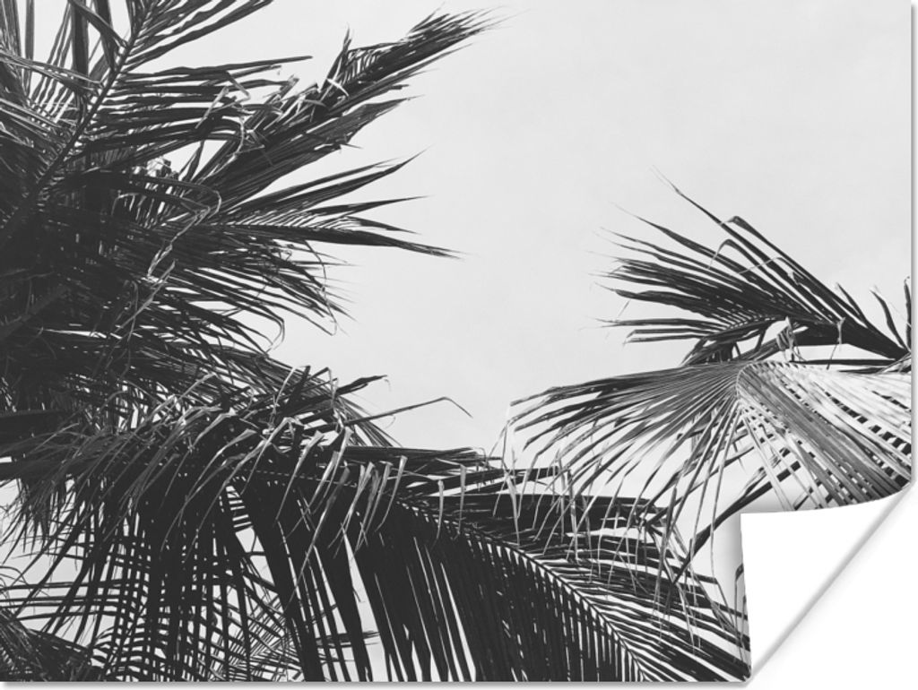 MuchoWow Poster Palmwedel - Natur - Vintage - Palme 160x120 cm - Foto Plakat