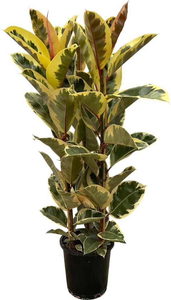 Ficus Elastica 'Tineke' Gummibaum Zimmerpflanze Ø28cm Höhe 160cm Großblättrige