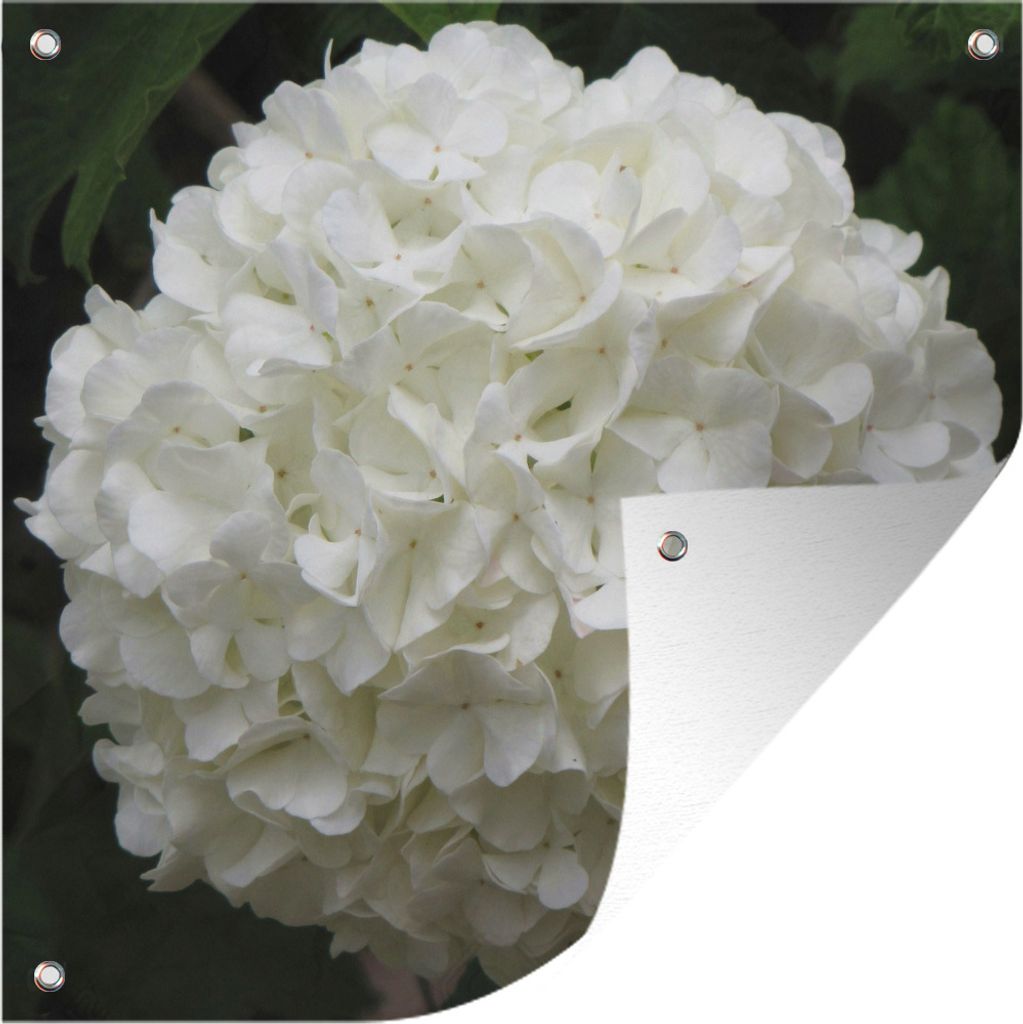 MuchoWow 100x100 cm Outdoor-Poster Gartendeko Sichtschutz Garten Poster für den Garten Weiße Hortensie
