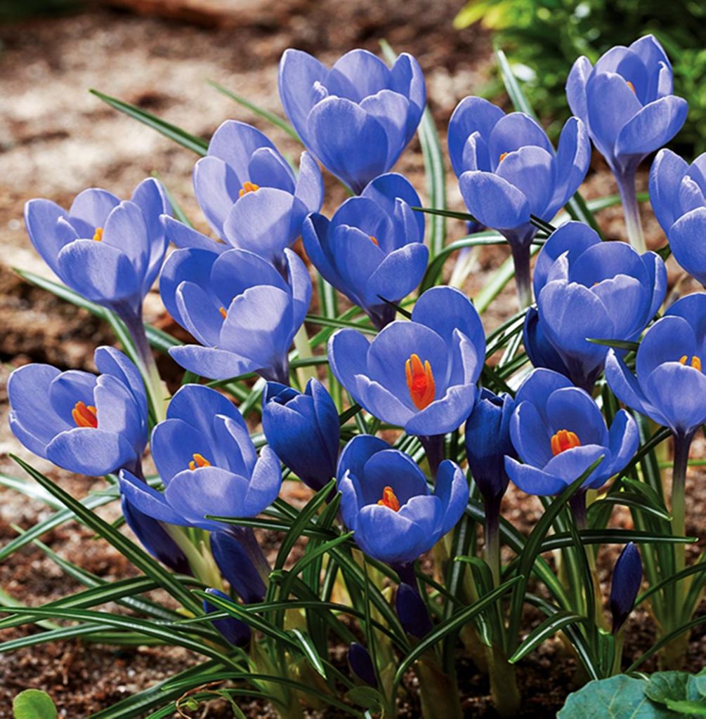 Kvetinové cibule Cibule Crocus Veľkokvetý Crocus Aqua 10 Obrázok produktu 