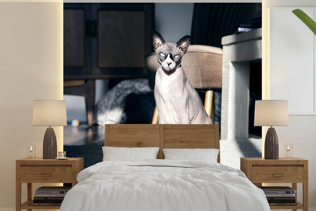 MuchoWow Fototapete für Wohnzimmer oder Schlafzimmer Wandtapete Vinyl Motivtapete Sonnenstrahlen auf der Sphynx-Katze - 260x260 cm - Papiertapeten