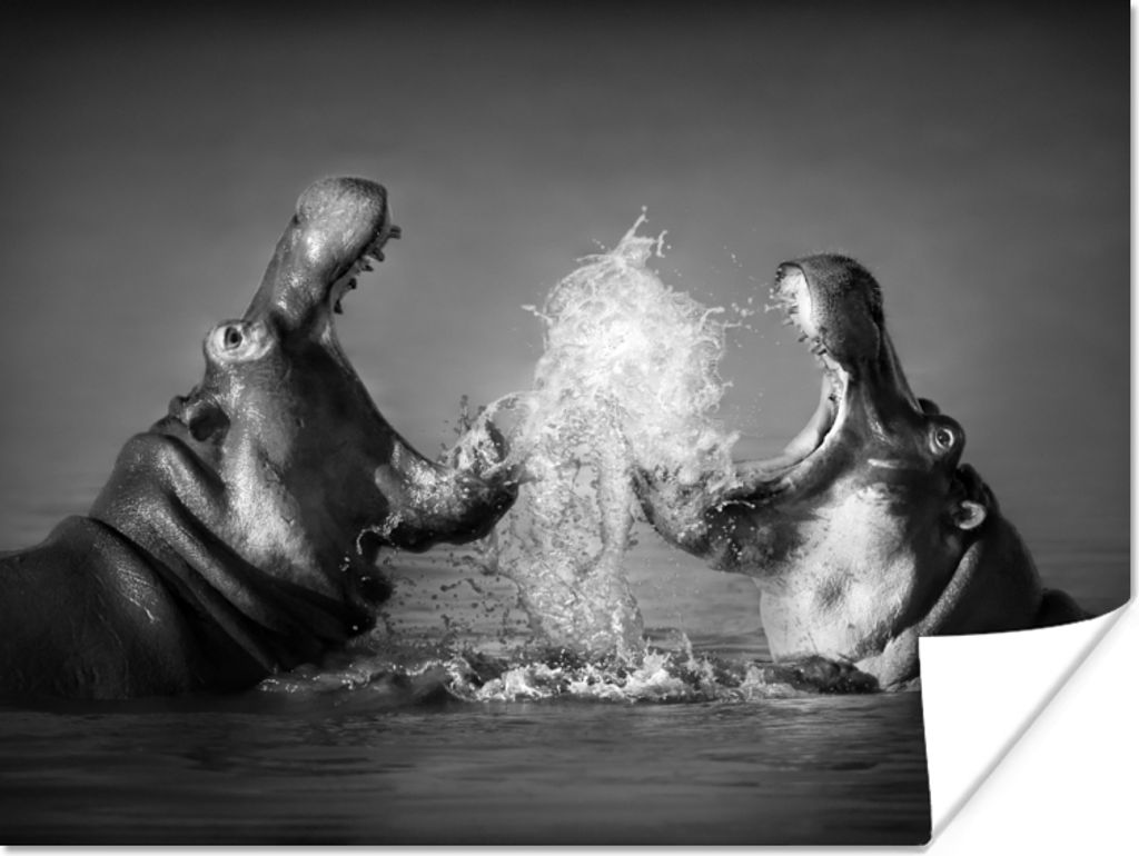 MuchoWow Poster Tiere - Nilpferd - Wasser - Schwarz - Weiß 120x90 cm - Wandbild