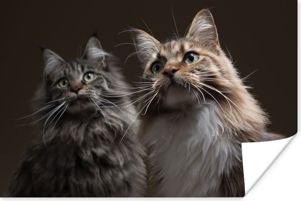 MuchoWow Poster Zwei süße Maine Coon Katzen 90x60 cm - Schlafzimmer