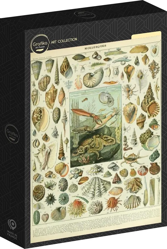 Puzzle Mollusques 1000 pièces Grafika - Impression haute définition