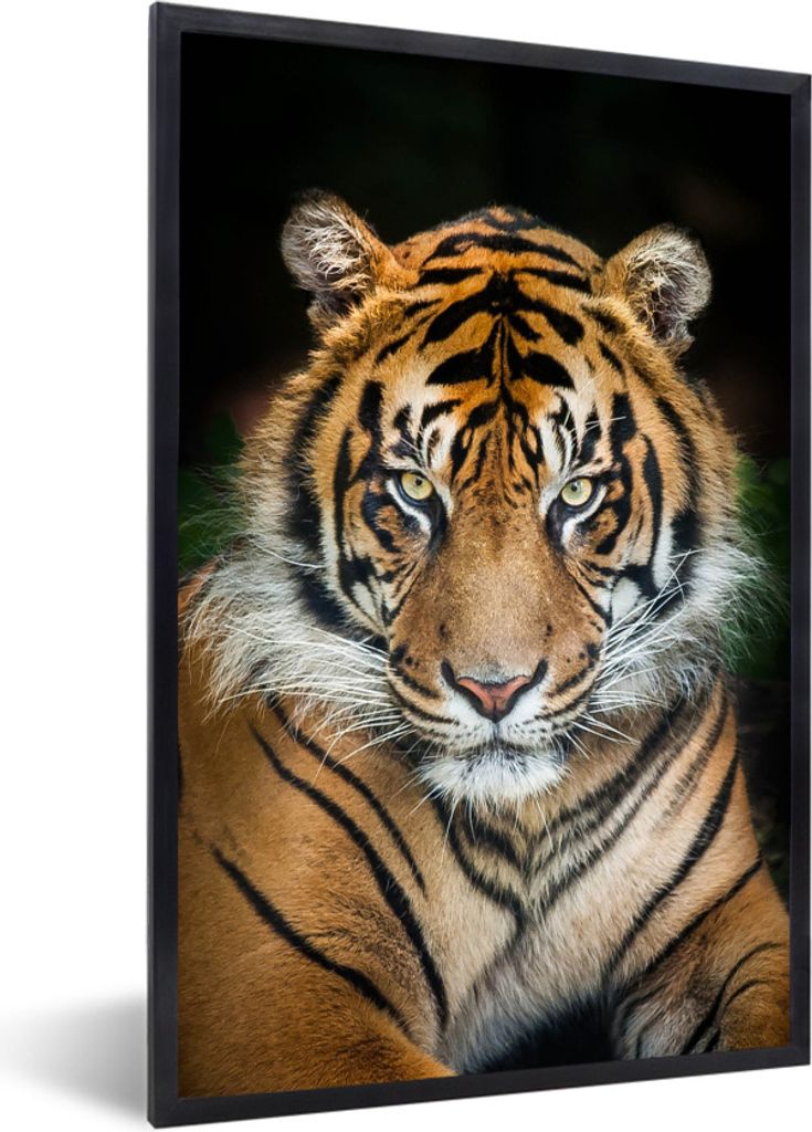 MuchoWow Gerahmtes Poster Tiger - Liegend - Schwarz 40x60 cm - Poster mit Schwarzem Bilderrahmen Wandposter Rahmen Foto Bilder - Papierdruck - Wa...